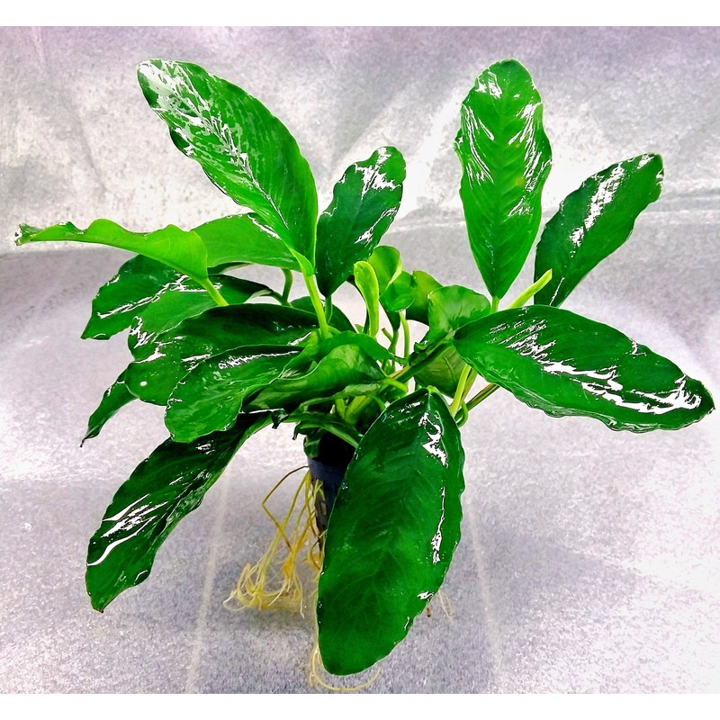 Anubias sp Gabon (1 POT)