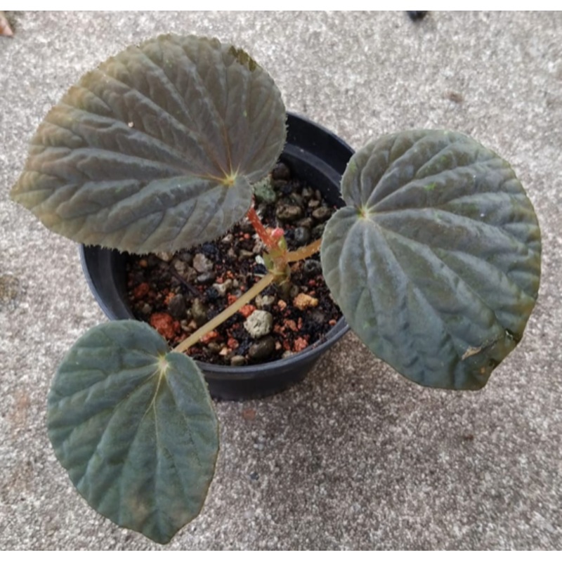 Begonia aff. holoscericoides (dark)
