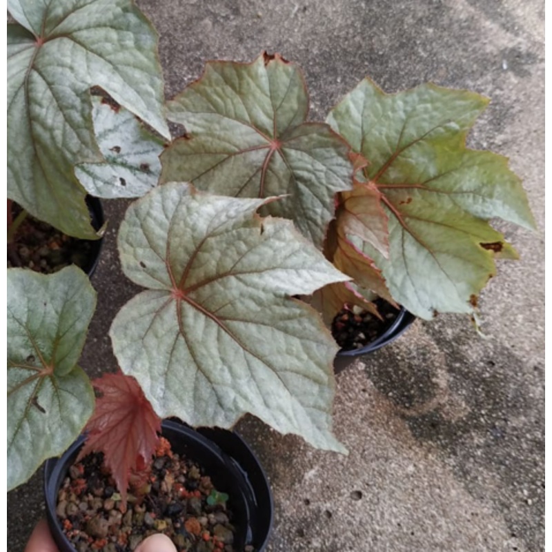 Begonia U358