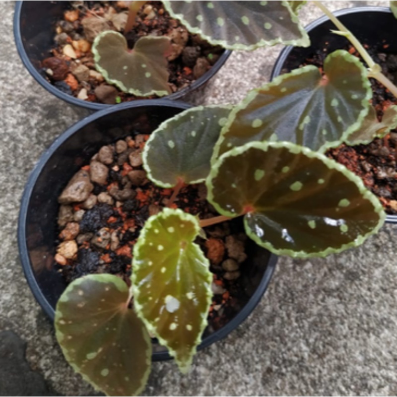 Begonia x darthvaderiana