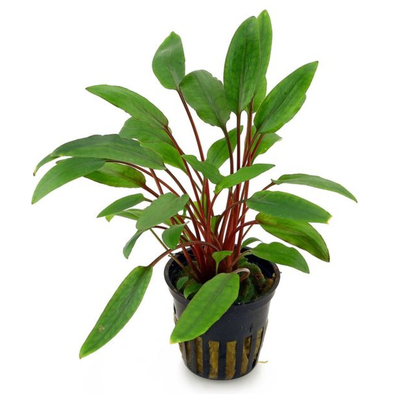 Cryptocoryne becketii (1 POT / 075)