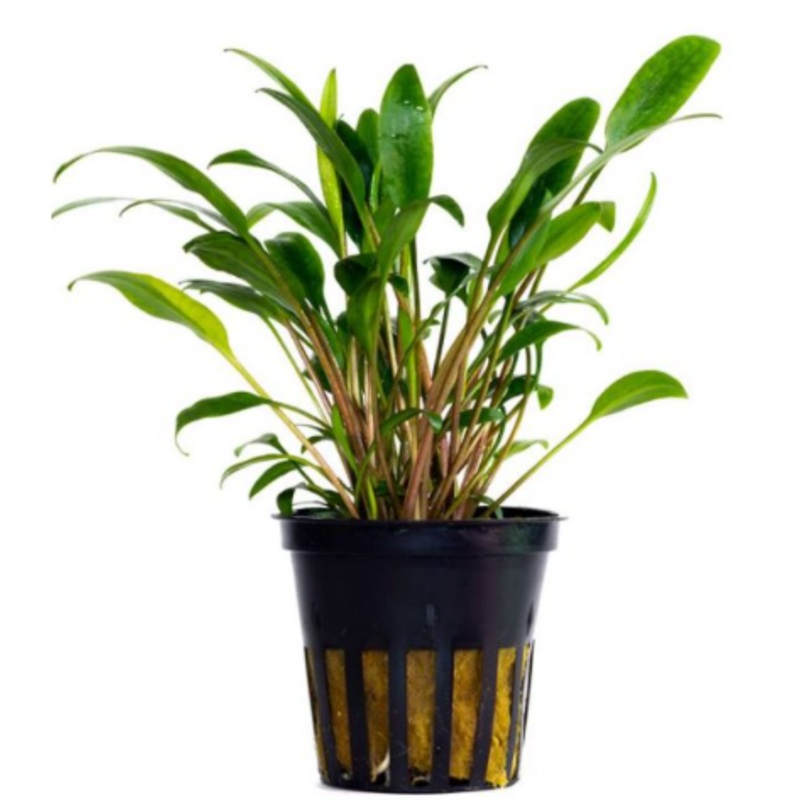 Cryptocoryne lucen (1 POT / 085)