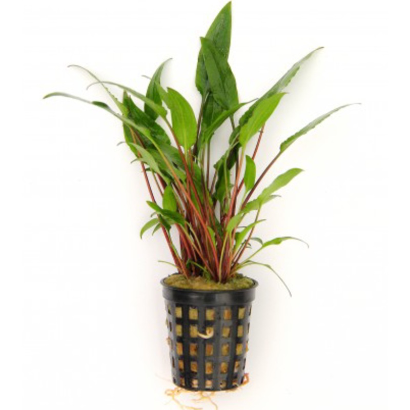 Cryptocoryne lutea (1 POT / 442)