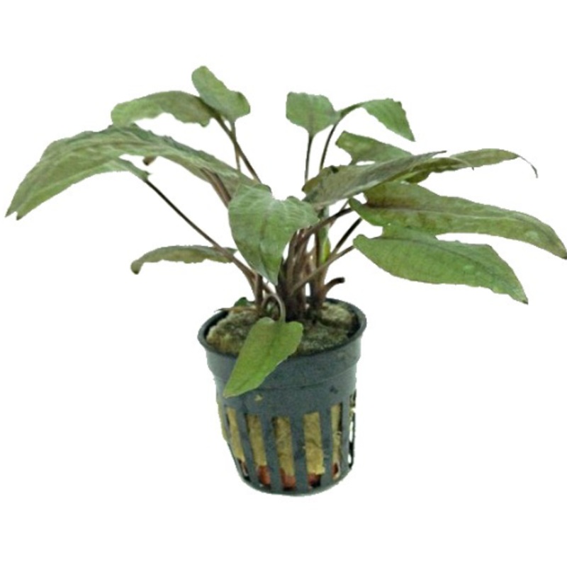 Cryptocoryne walkeri (1 POT / 095)