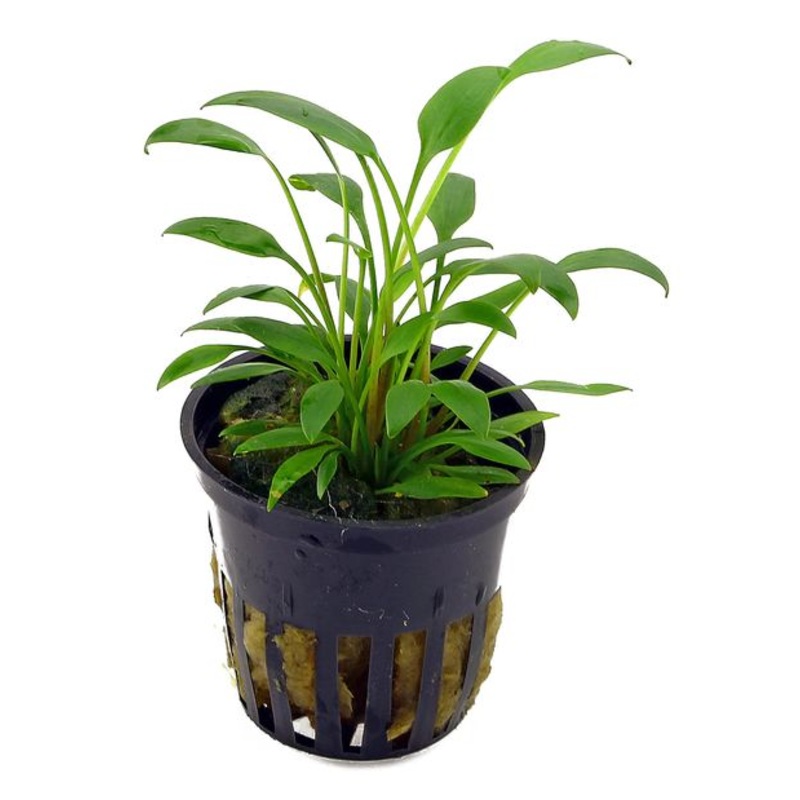 Cryptocoryne x willisii (1 POT / 680)