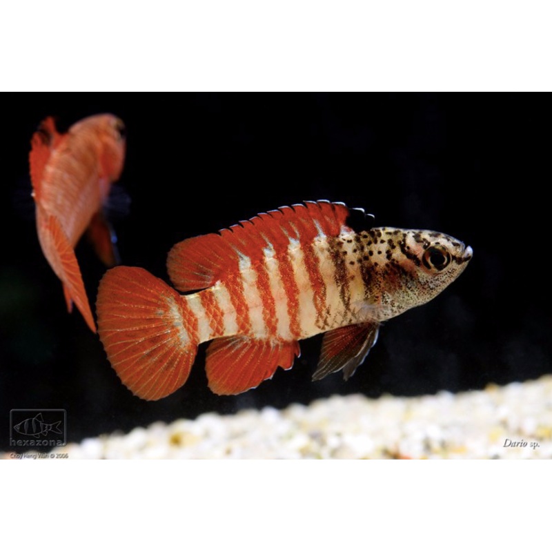 Dario sp. 'Myanmar' (Tiger badis)