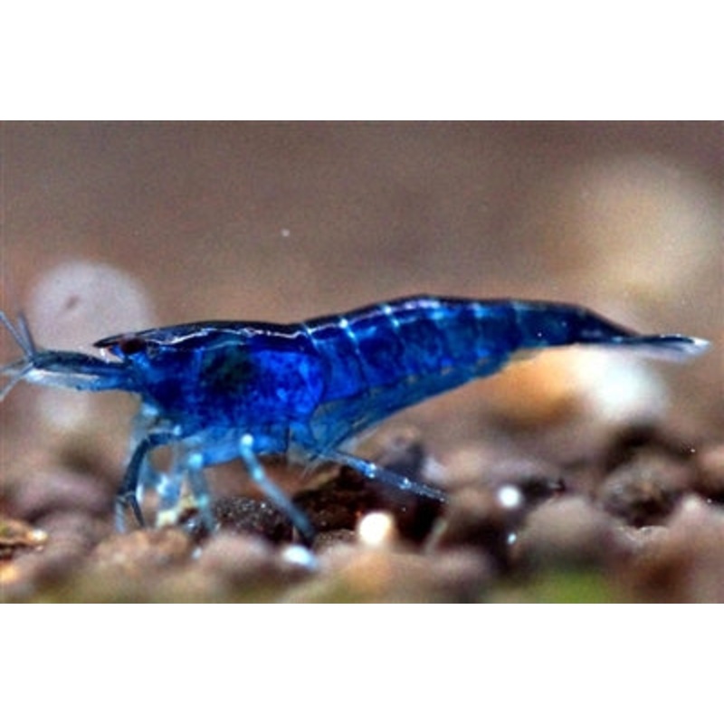Dark Blue Shrimps (10 pc)