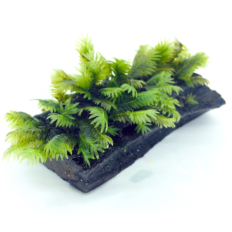 Fissiden On Wood (3-4")