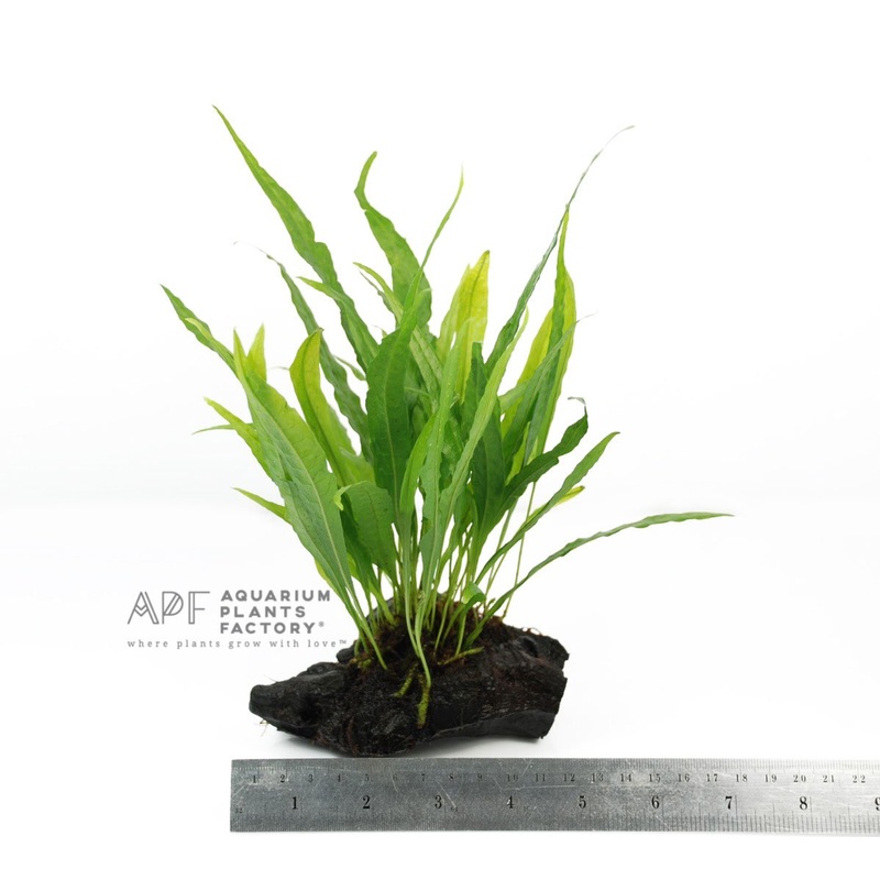 Java Fern on Wood (S / 8cm)