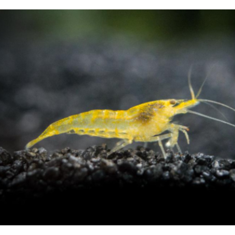 Yellow Shrimps (10 pc)