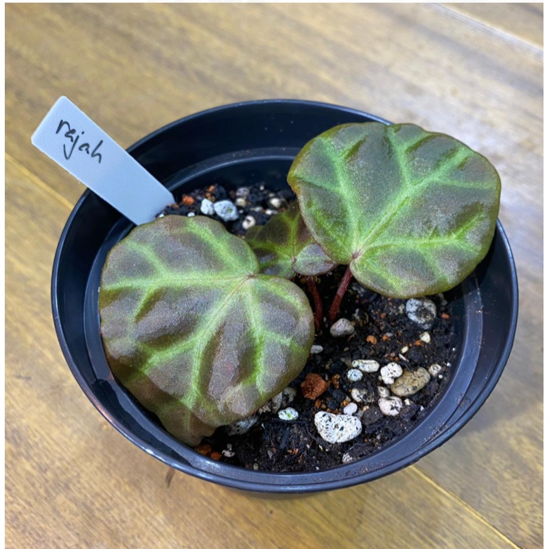 Begonia rajah