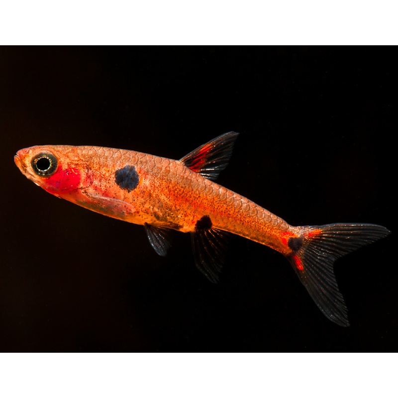 Boraras maculatus