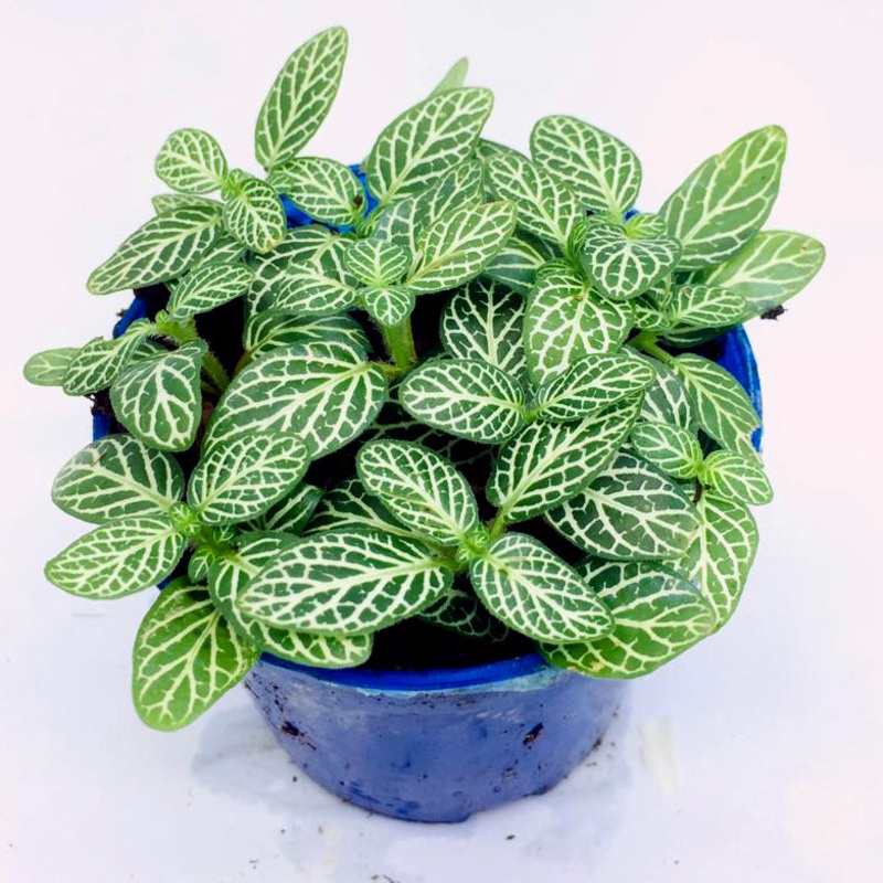 Fittonia (Green & White Line)