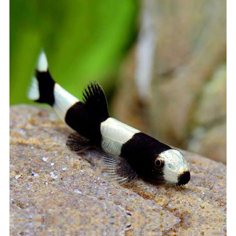 Panda loach