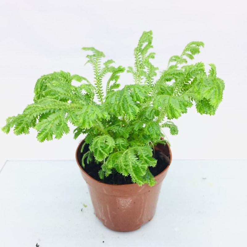 Selaginella spp