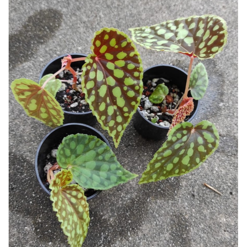 Begonia chlorosticta (1 Pot)