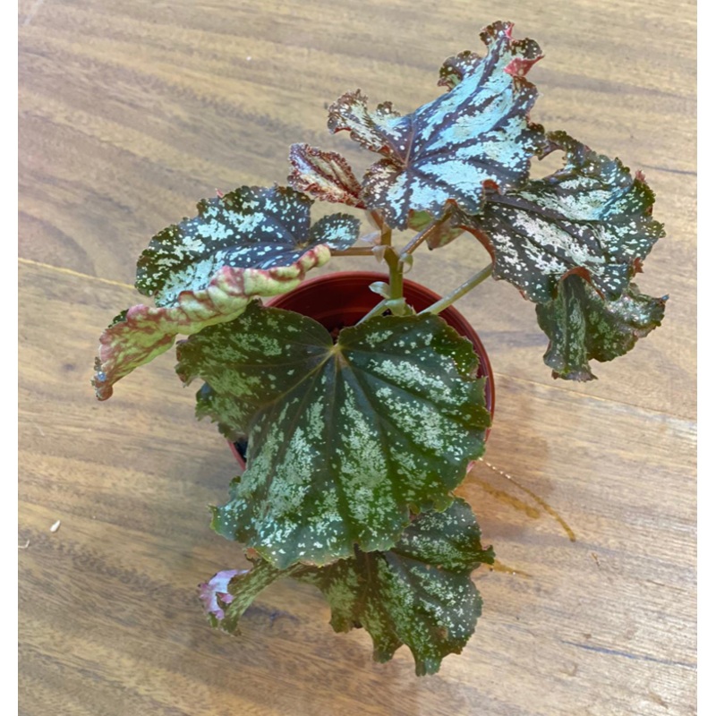Begonia Galaxy