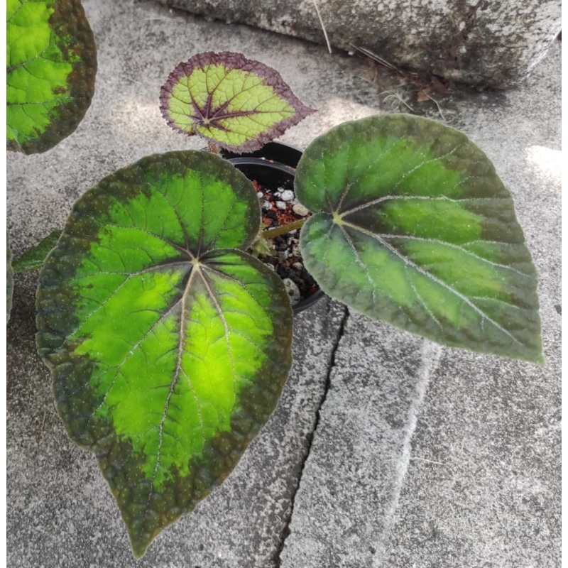 Begonia Green Goddess