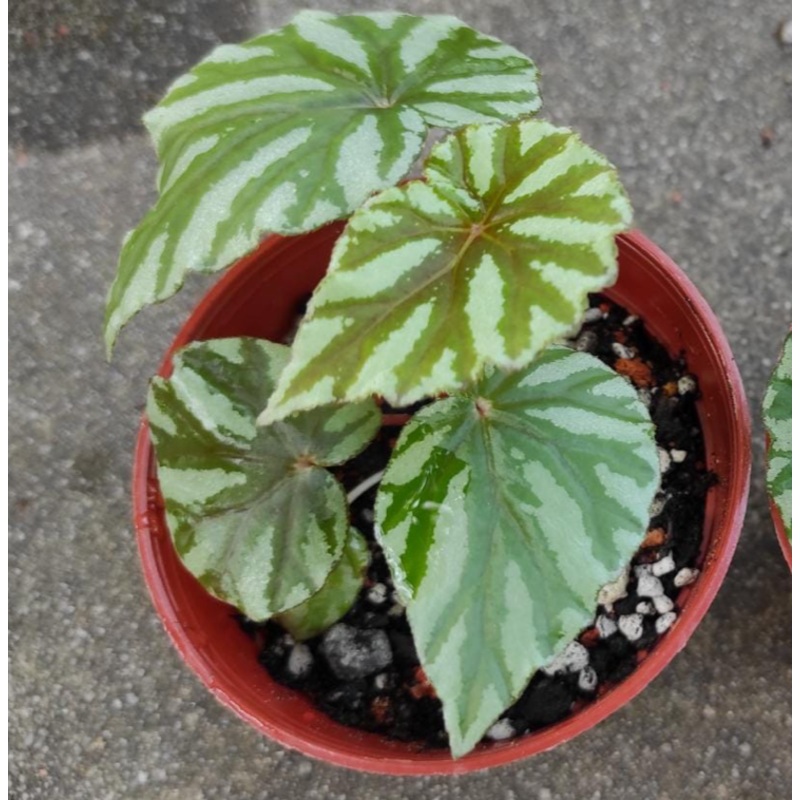 Begonia hooveriana variegated