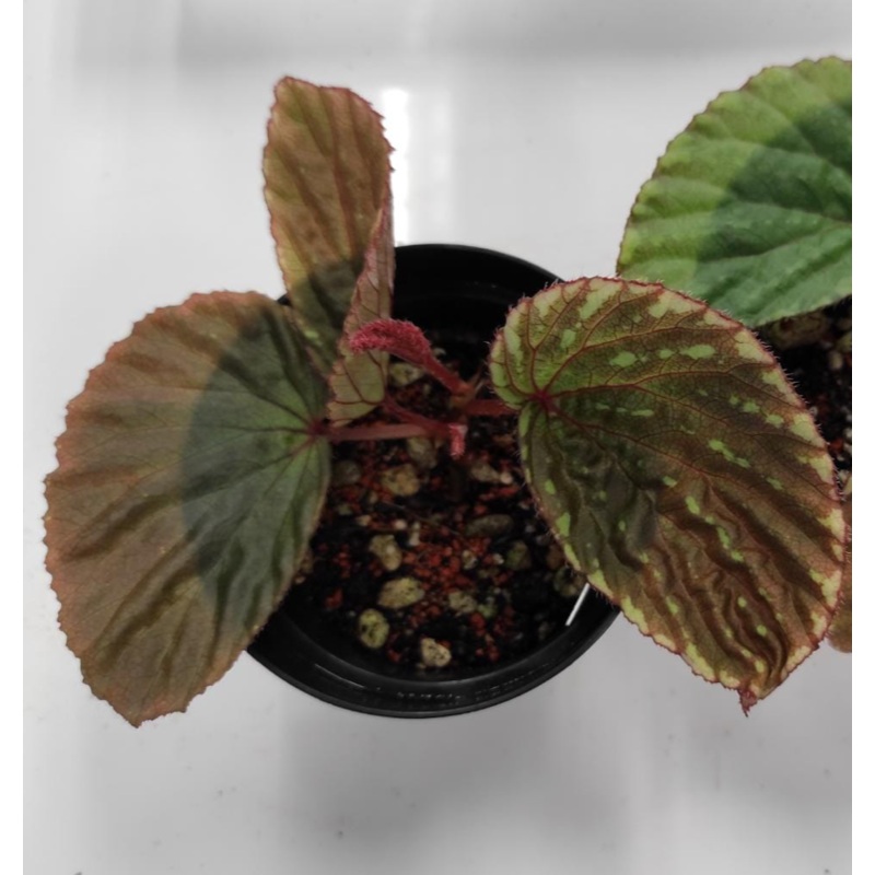 Begonia Promethea