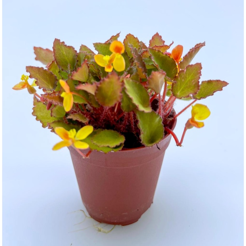 Begonia Vankerckhovenii