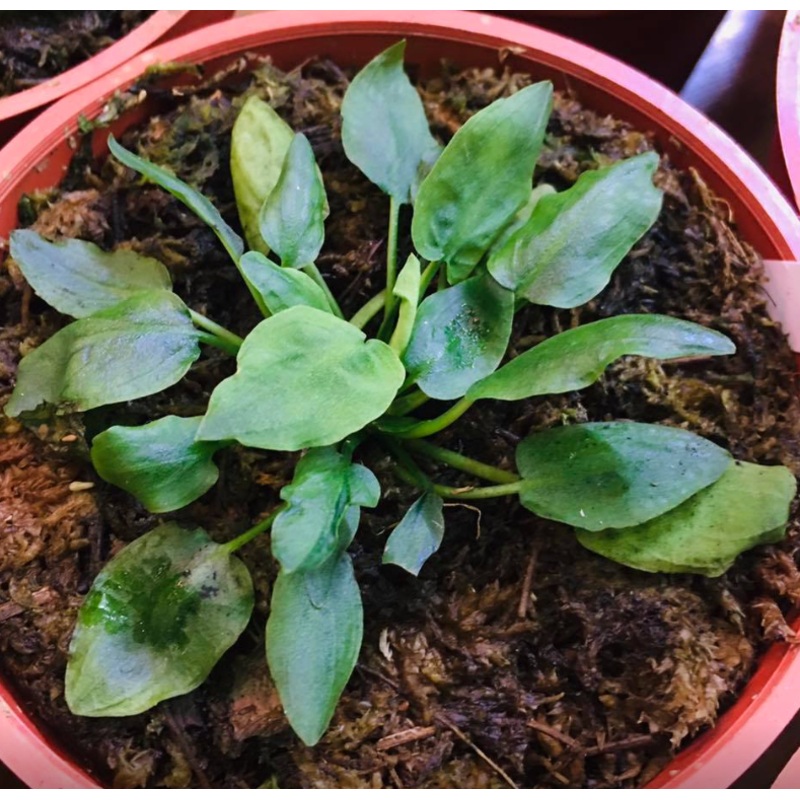 Cryptocoryne elliptica (1 POT)