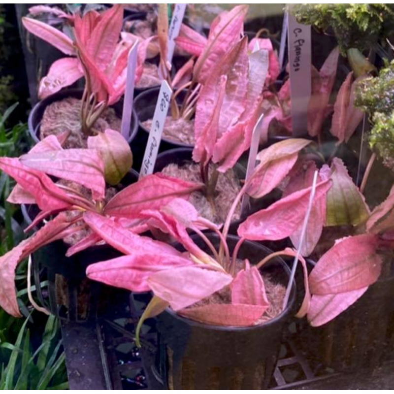Cryptocoryne flamingo (Submerse form / 1 Stalk)