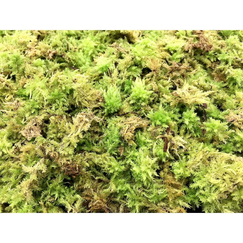 Live Sphagnum moss (Cup)