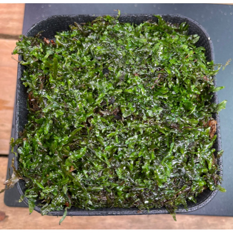 Liverwort spp (10 x 10cm)