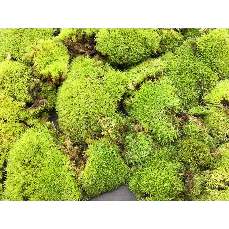 Moss (Type A / Bag Tub)