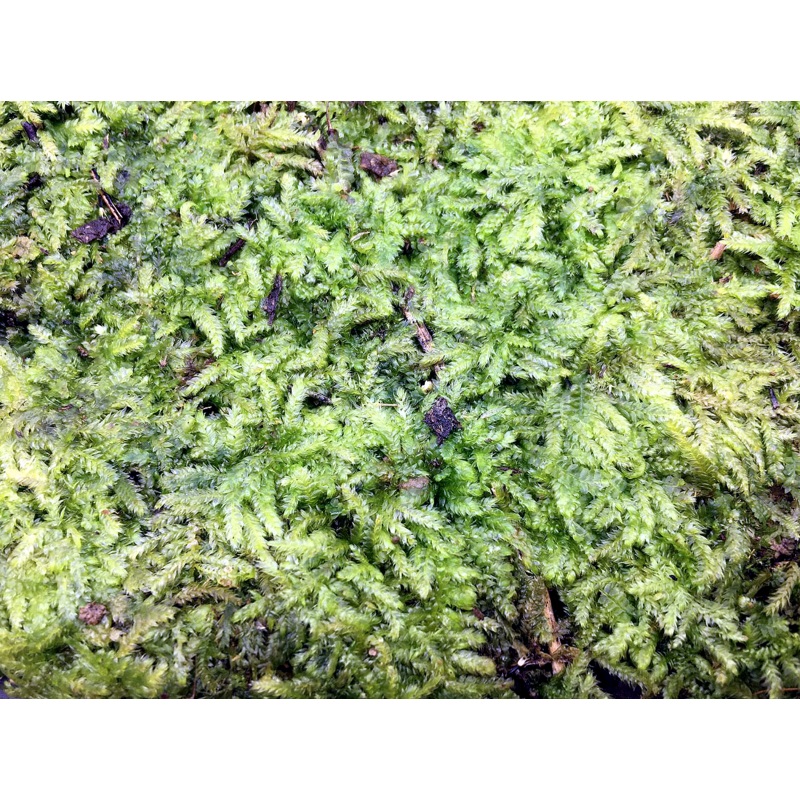 Moss (Type B / 10 x 10cm)