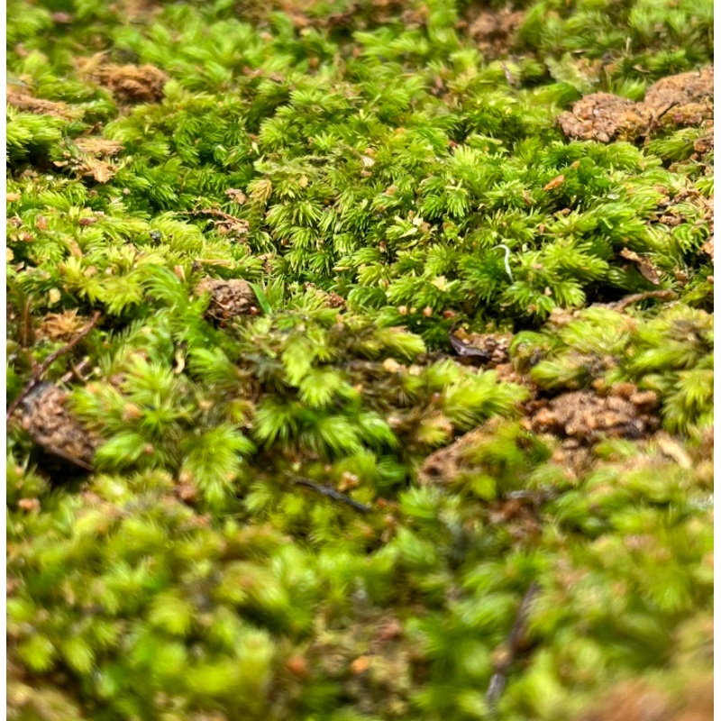Moss (Type E / Bag or Tub)