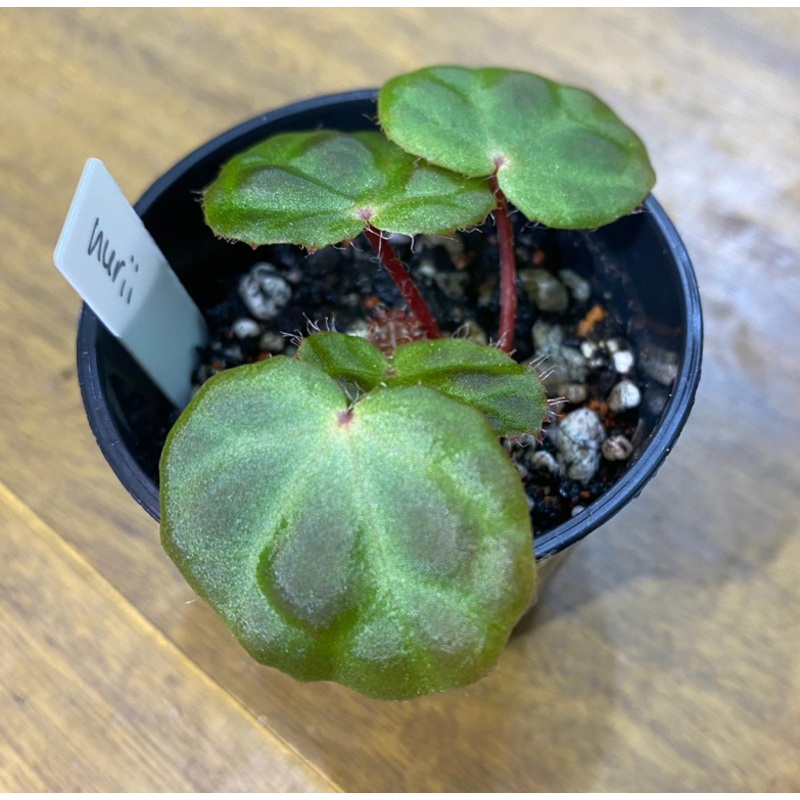 Begonia nurii