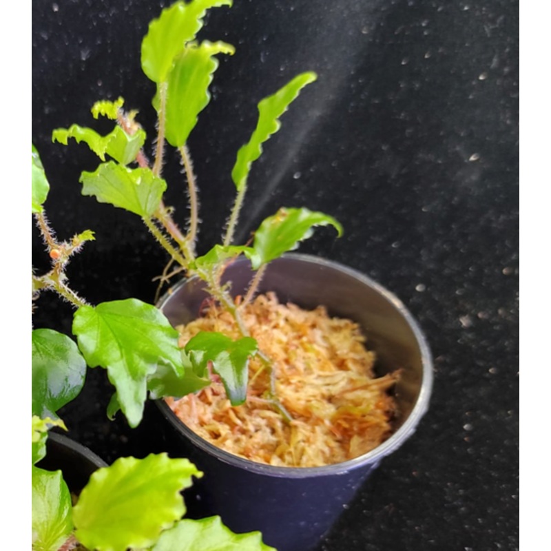 Begonia prismatocarpa