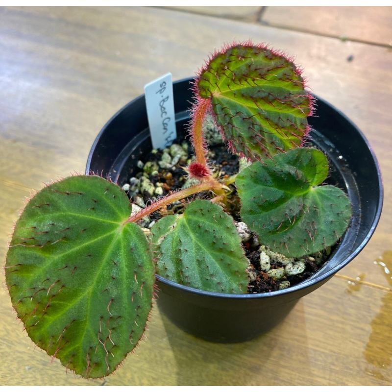 Begonia sp Bac Can "Hairy"