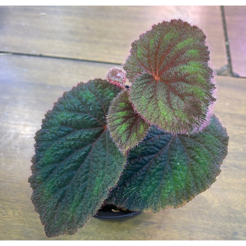Begonia sp. Phu Tho