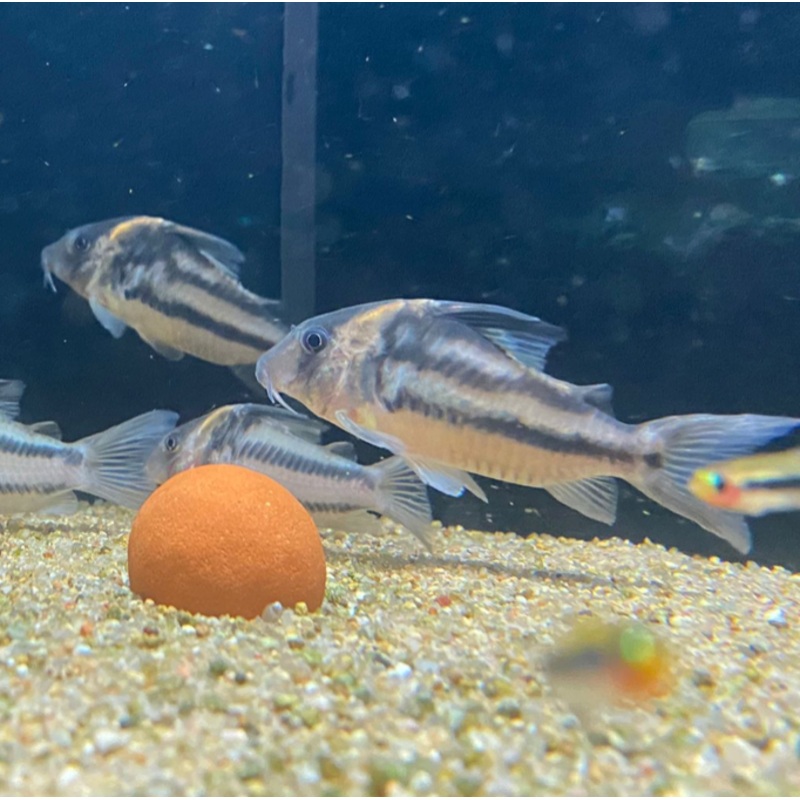 Corydoras bifaciatus
