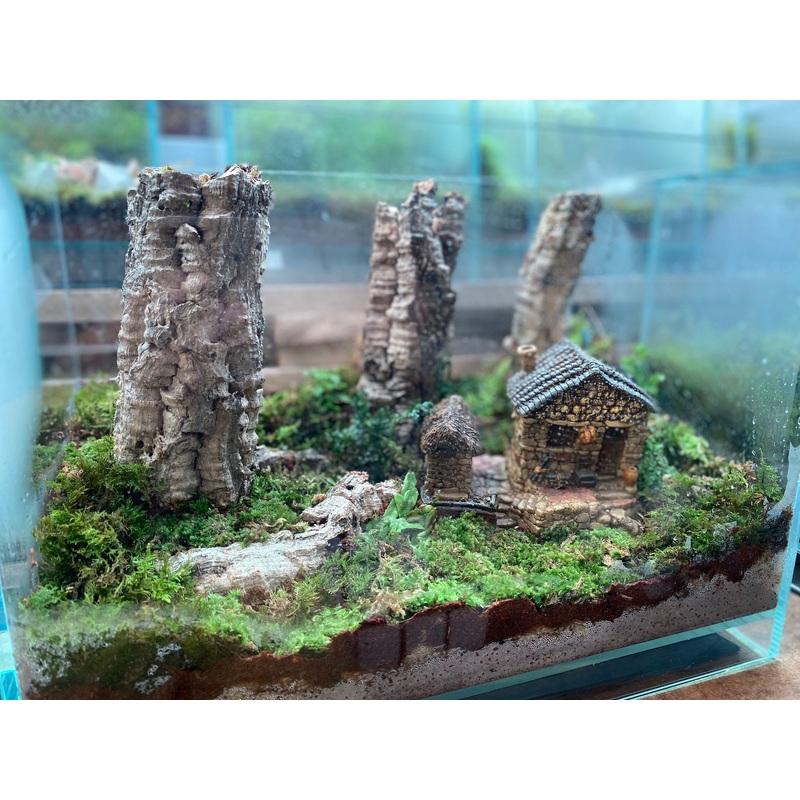CUSTOM DESIGN Terrarium A250 (Sky Box / 36x22x26cm)