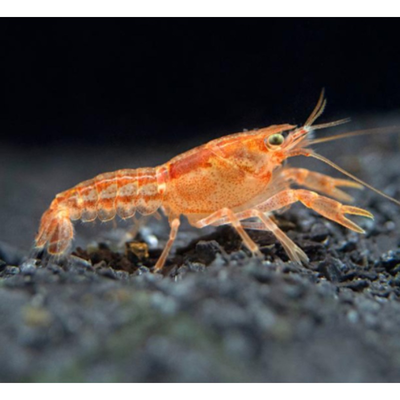 Dwarf Cray Fish (CPO)