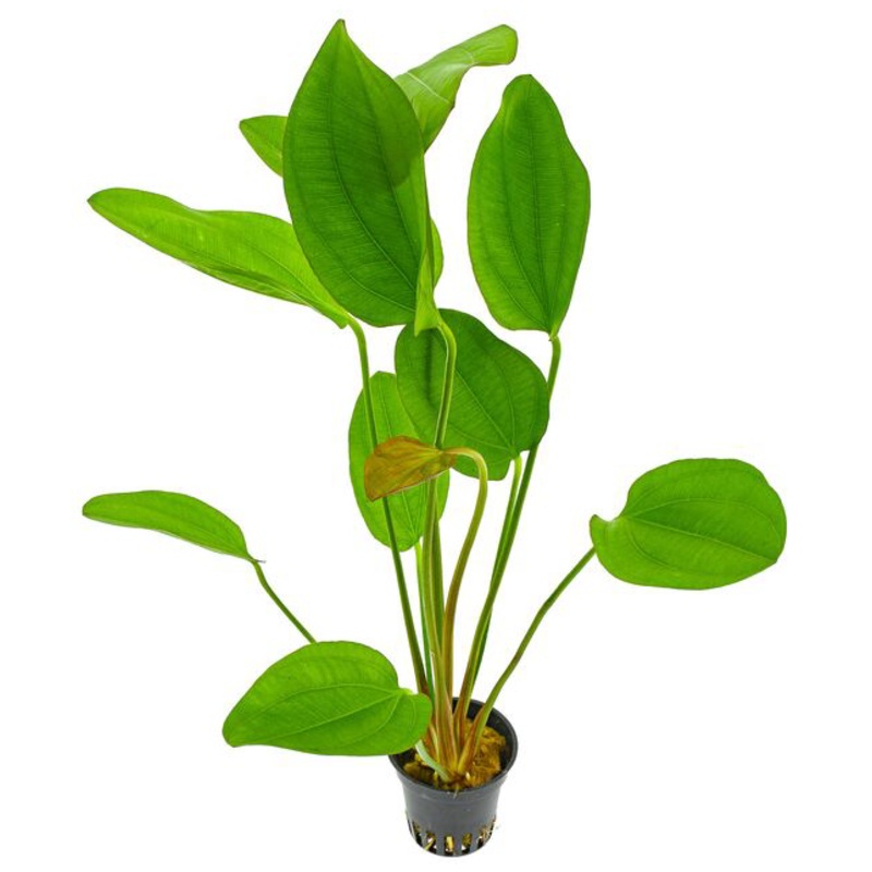 Echinodorus x barthii (1 POT)