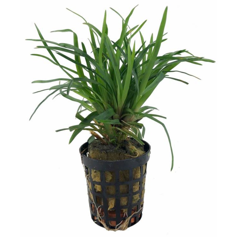 Eriocaulon sp Vietnam (1 POT)
