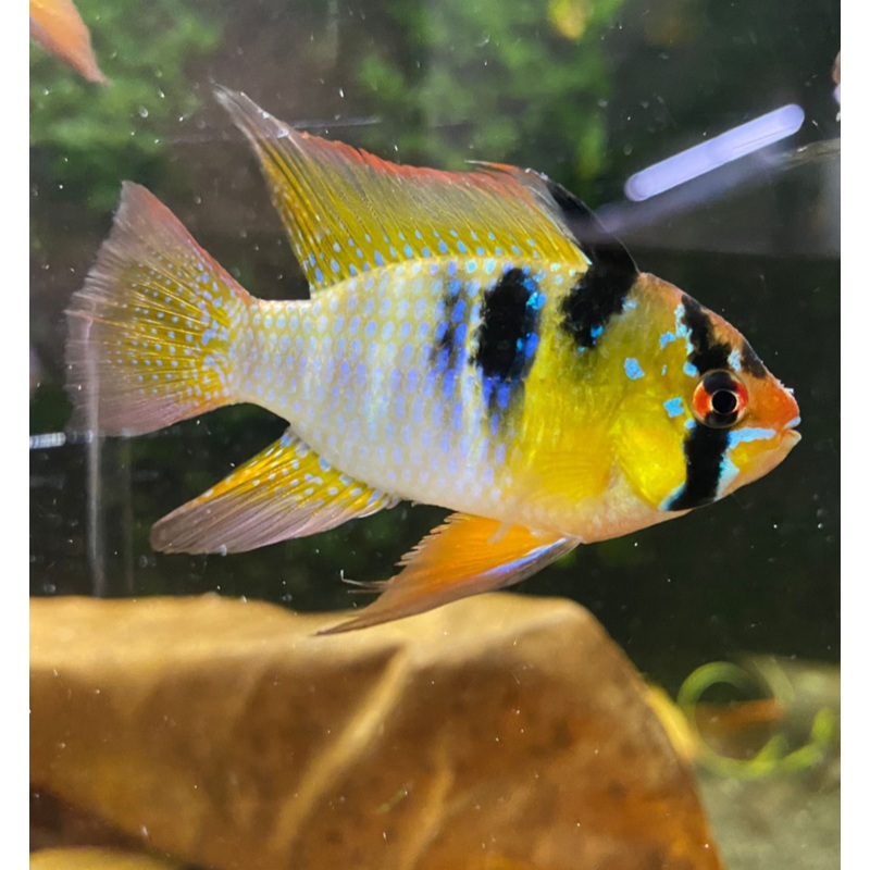German Ram (L)