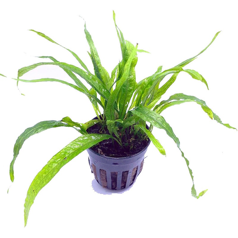 Java Fern Narrow Mini (Pot / 556)