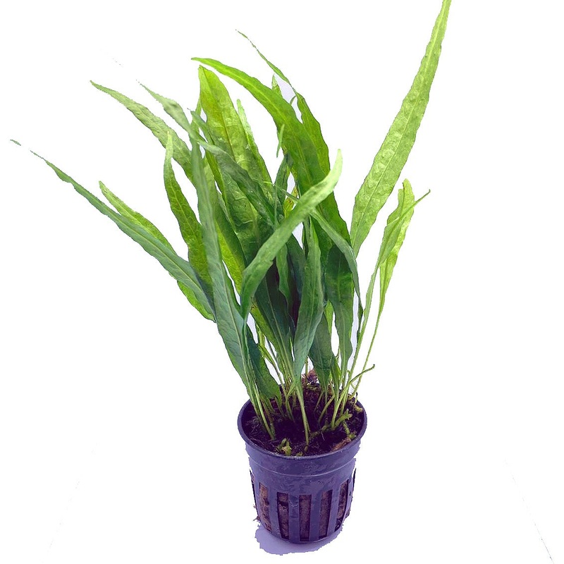 Java Fern sp Narrow (Pot / 772)