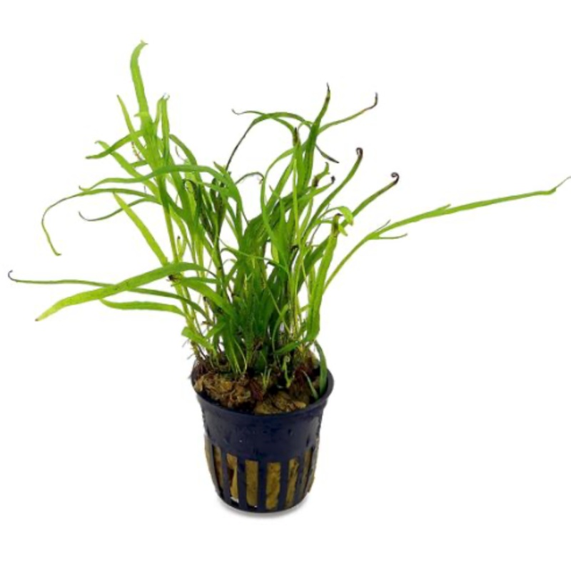 Java Fern sp Trident Mini (Pot / 586)