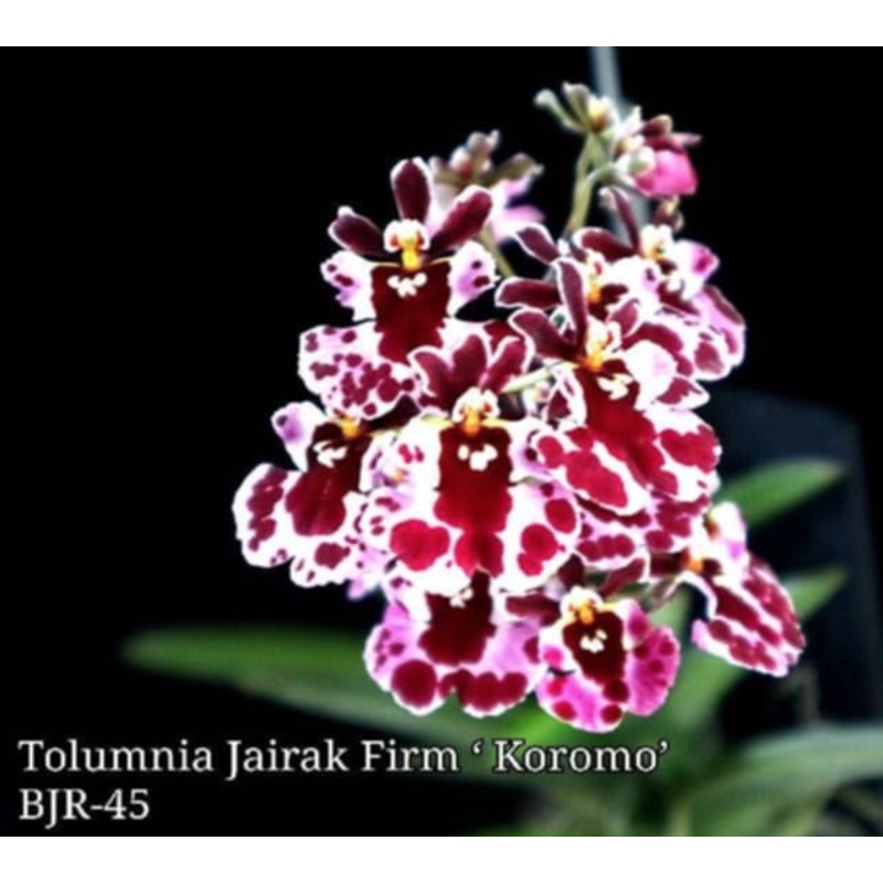 Tolumnia Jairak Firm 'Koromo' (BJR 45)