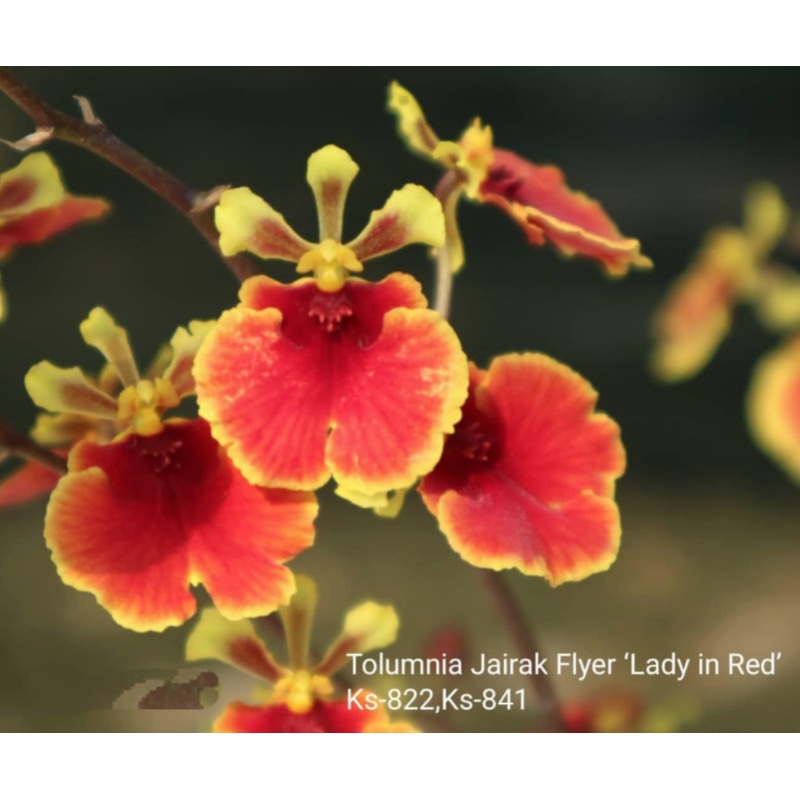 Tolumnia Jairak Flyer 'Lady in Red' (KS-822/841)