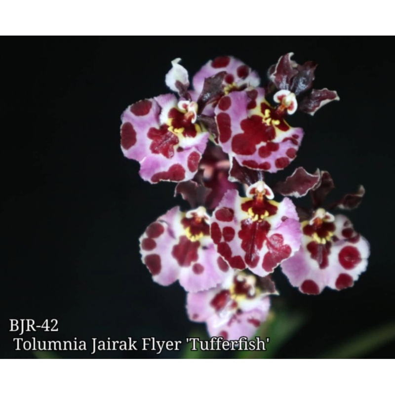 Tolumnia Jairak Flyer 'Tufferfish' (BJR 42)