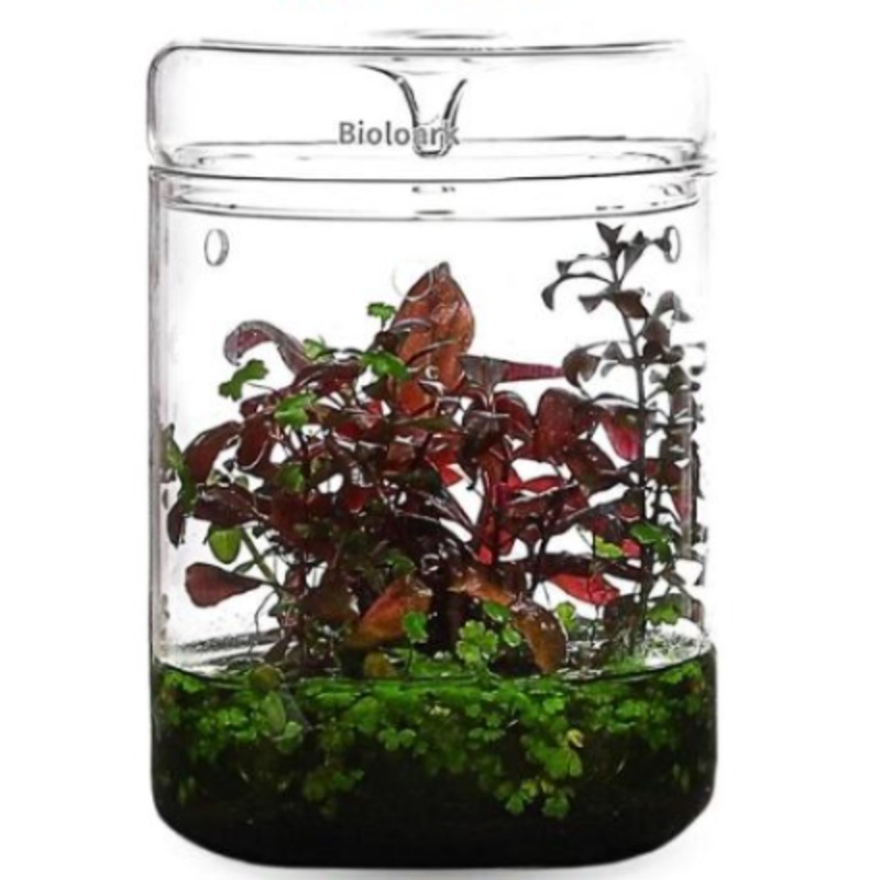 BIOLOARK LED Glass Jar MY Series (Dew Glass Cup / Micro Terrarium)