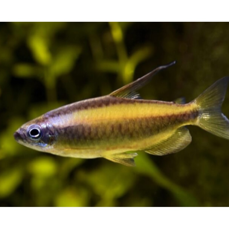 Brown Congo Tetra
